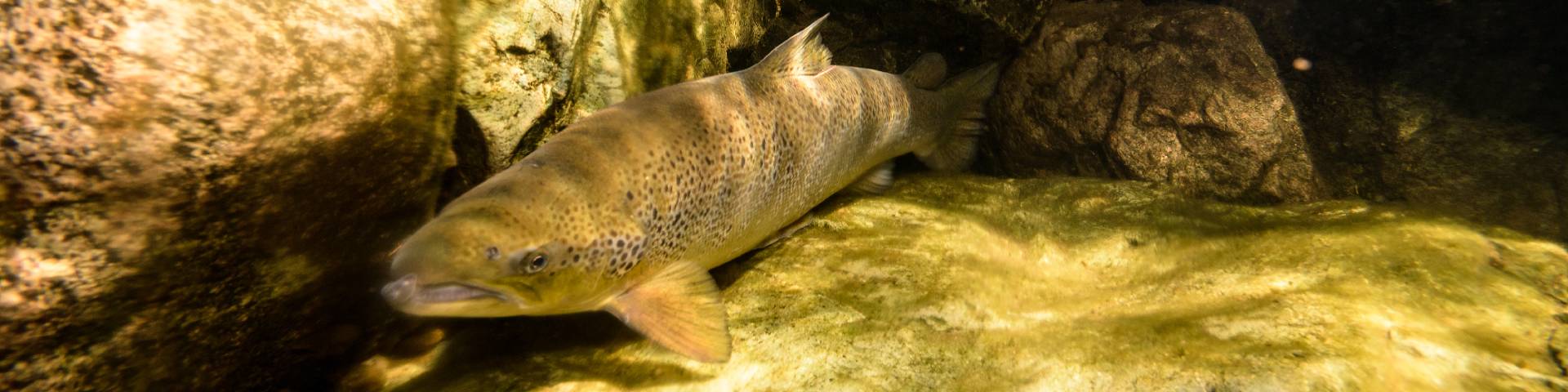 A salmon under water