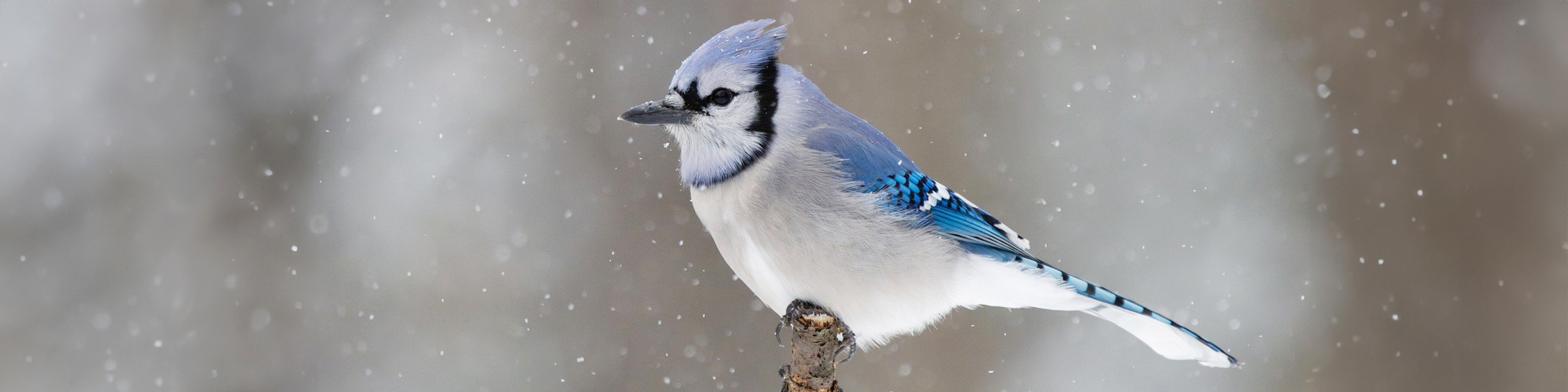 A blue jay on a branch in winter