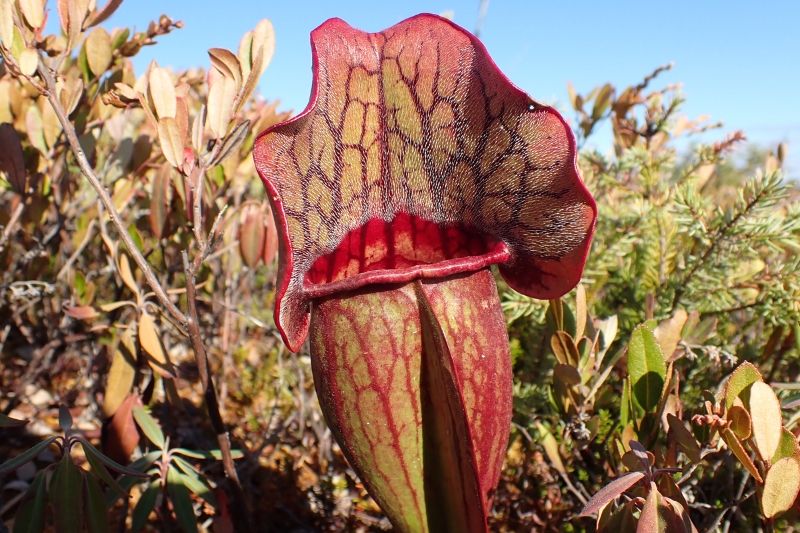 Northern Pitcher Plant