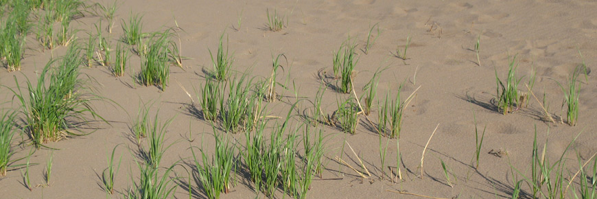 American Beach Grass