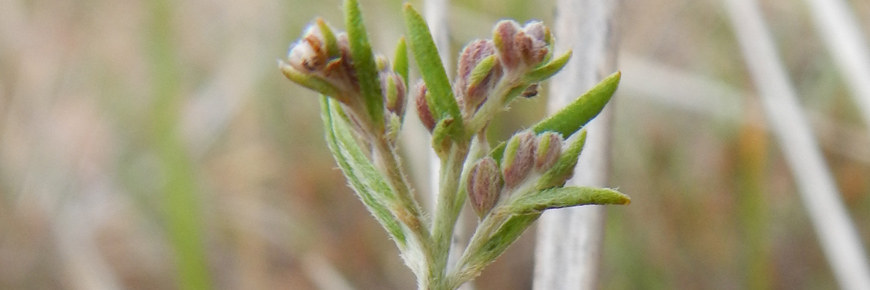 Beach Pinweed