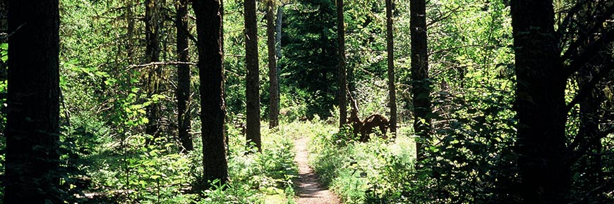 Sentier du Balbuzard