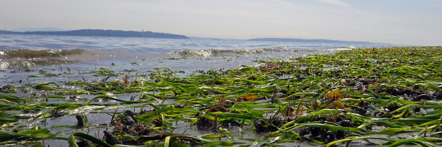 Common Eelgrass