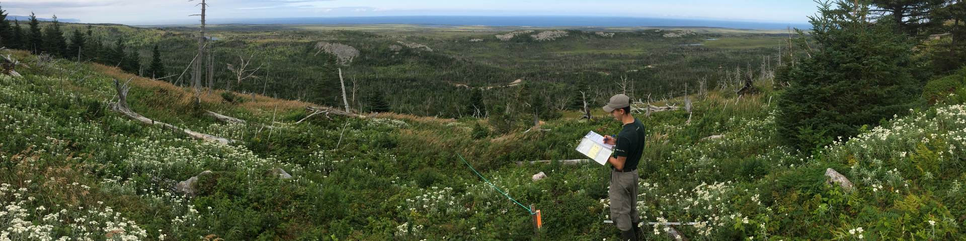 Parks Canada ecologist taking notes in a forest meadow.