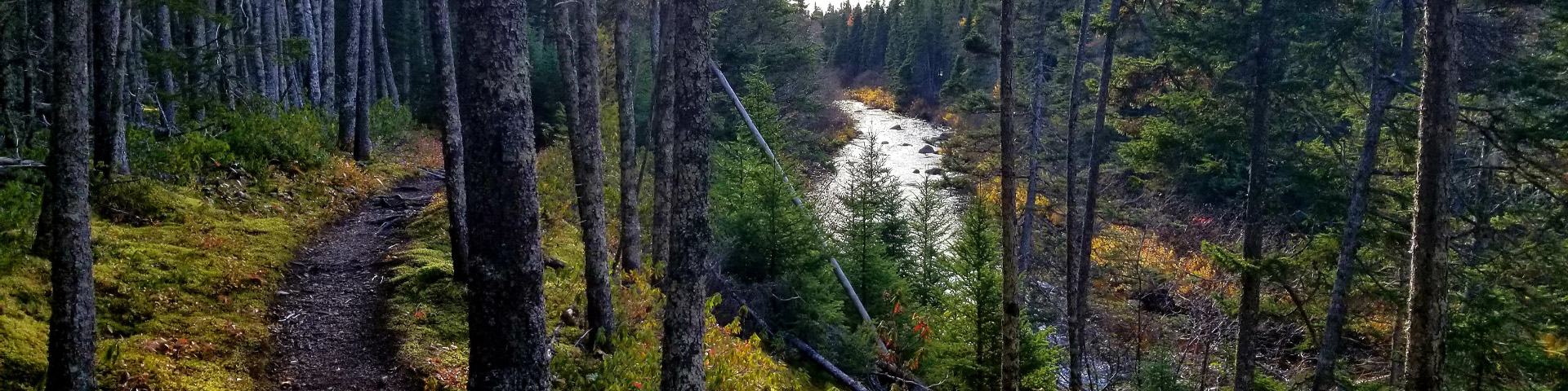 a mossy, trail winding through a river-side forest