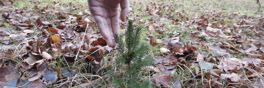 a hand touching a tree sapling