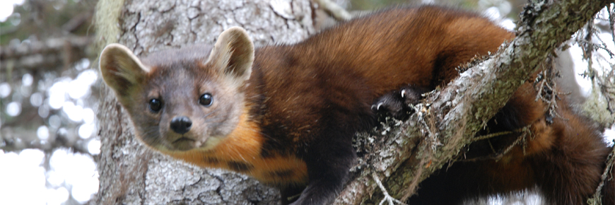 American marten (NL population) 