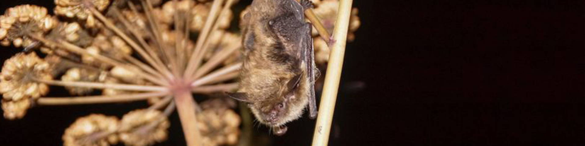 A bat resting on the stem of a plant at night.