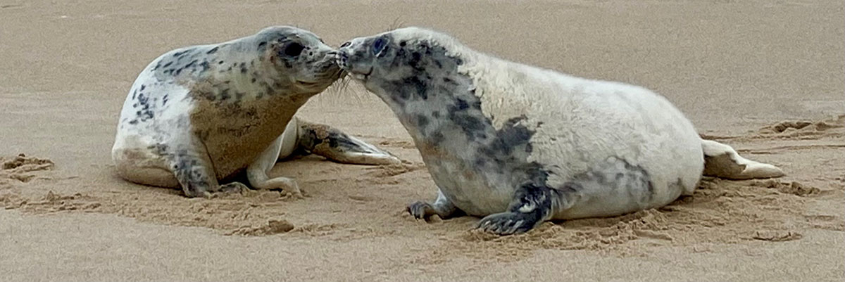 Two seals