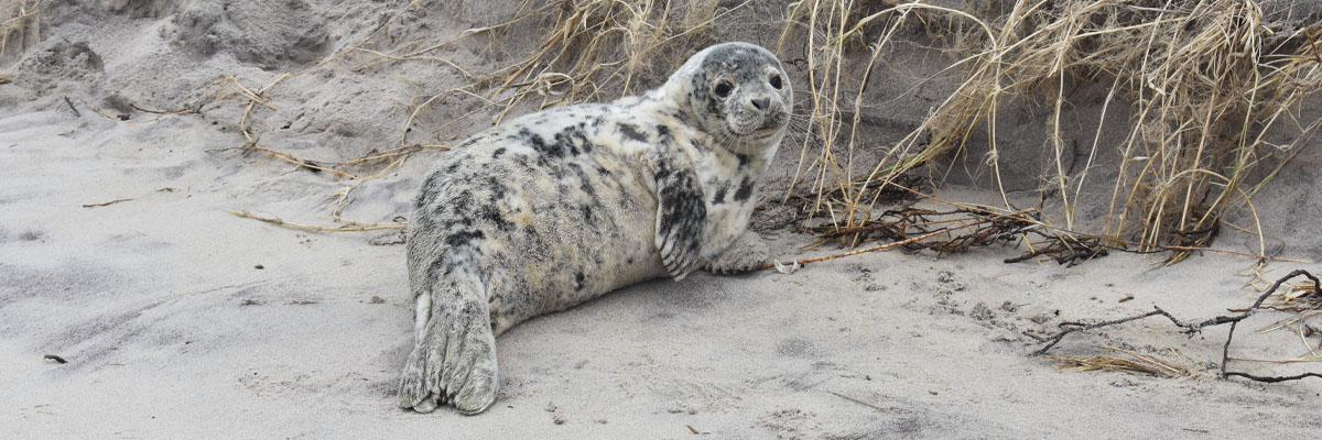 Seal pup molting white fur.