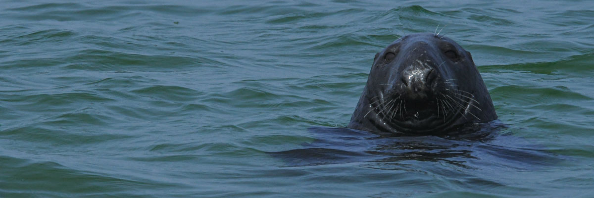 A grey seal floating with its head above the water in the ocean.