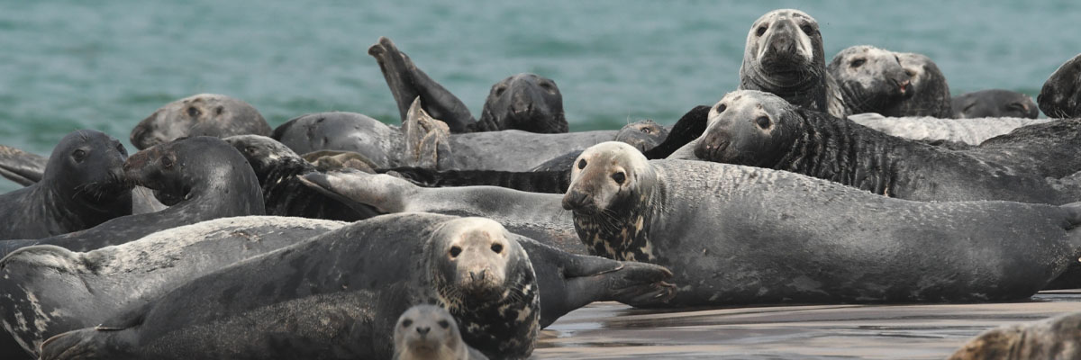 A group of many grey seals at the coastline.