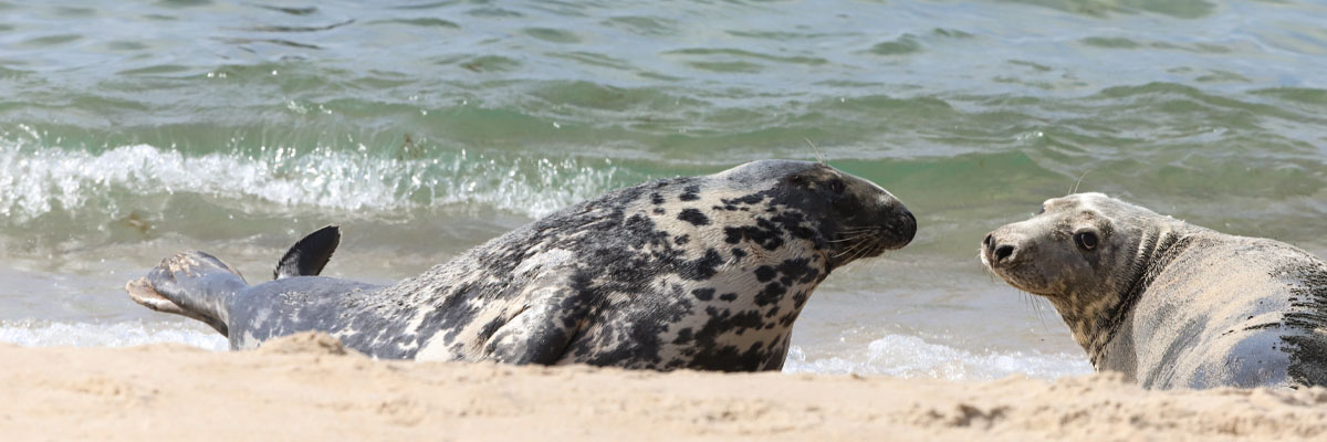 Two seals on the coastline.