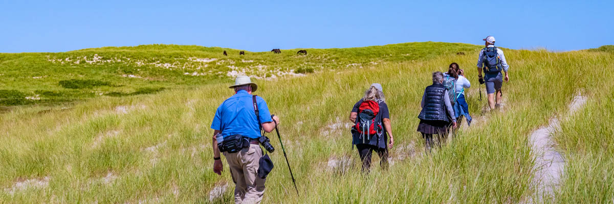 Visitors follow a trail through the grass with horses in the distance.