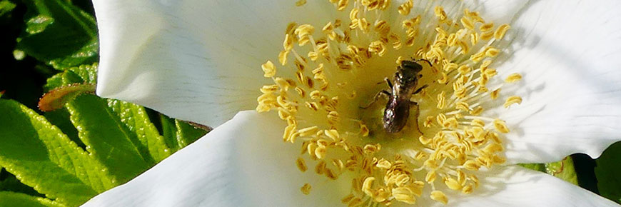 Un halicte de l’île de Sable pollinisant une fleur blanc et jaune. 