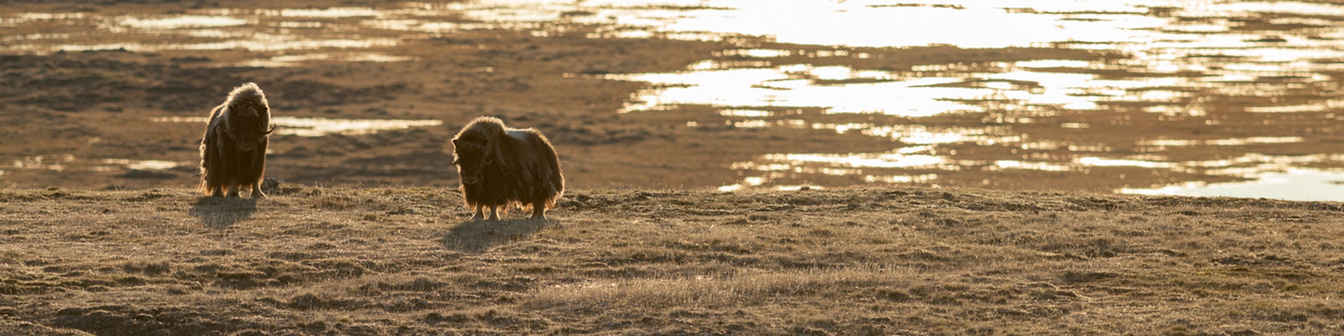 Musk Ox skeletons