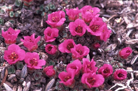 Purple Saxifrage