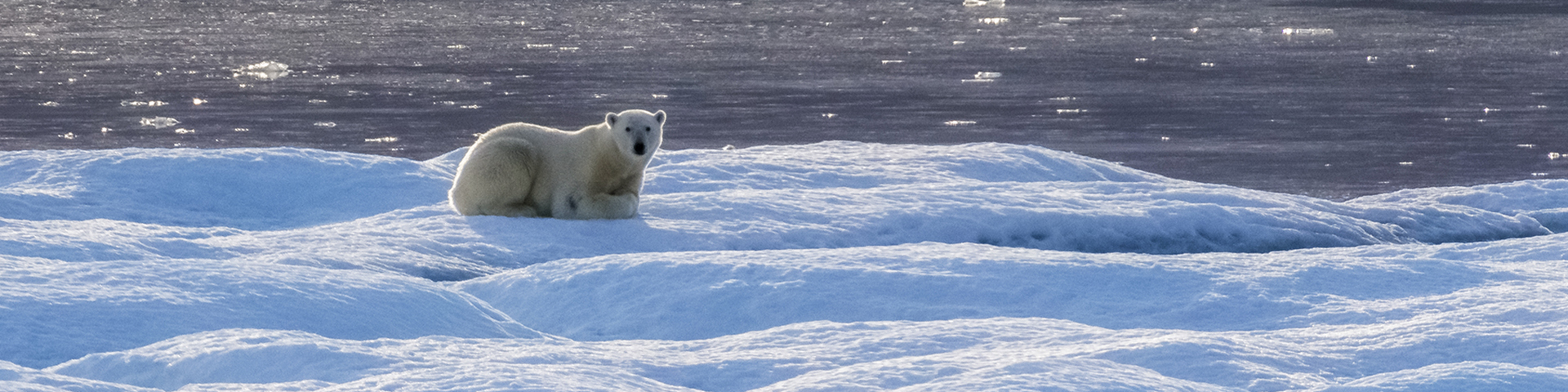 A polar bear resting on an ice floe.