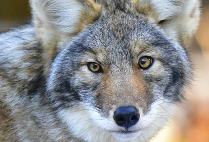 A coyote in a field