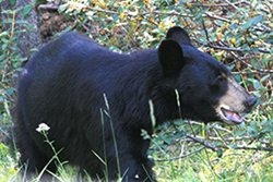 close up of a black bear