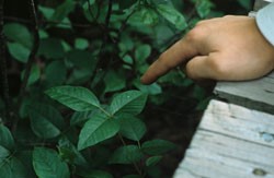 the green leaves of poison ivy