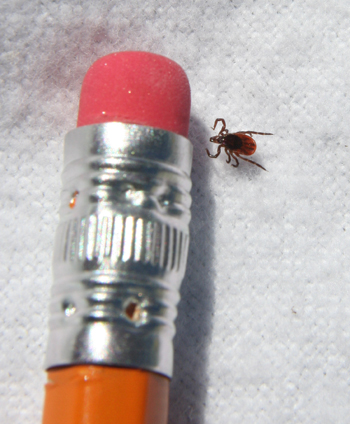 a tick next to a pencil eraser