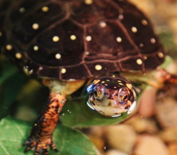 Spotted turtle