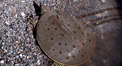 Tortue molle à épines