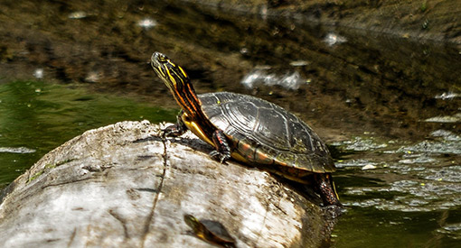 Tortue peinte de Midland