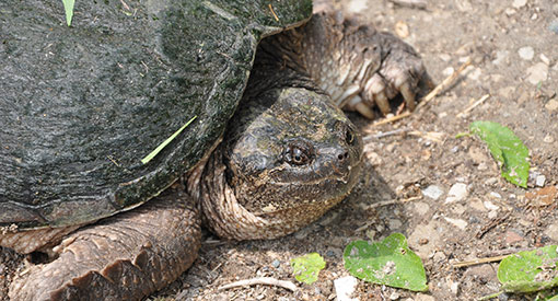 Tortue serpentine