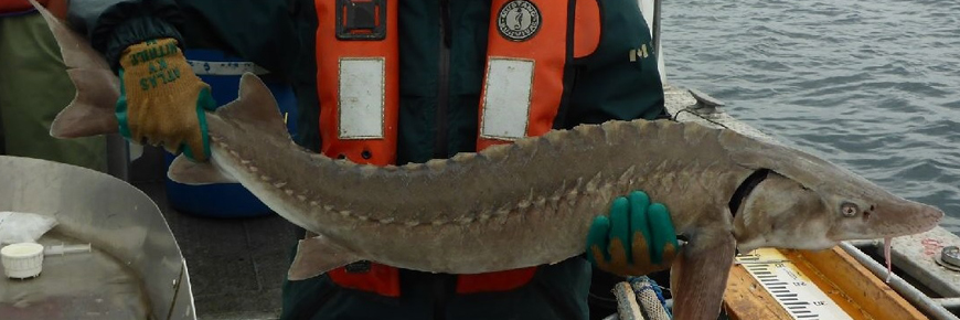 A sturgeon