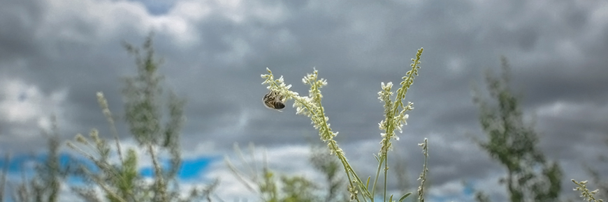 pollen