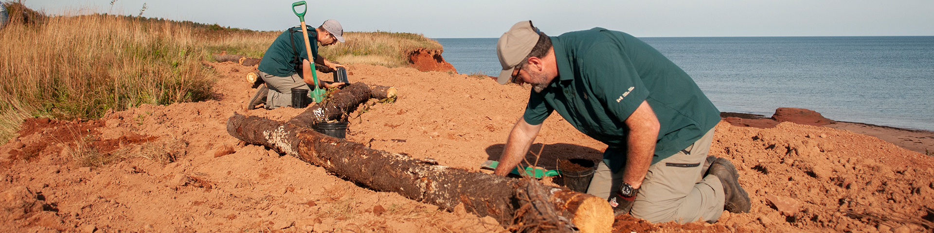 Parkies plant trees by the ocean to rebuild a krumholtz