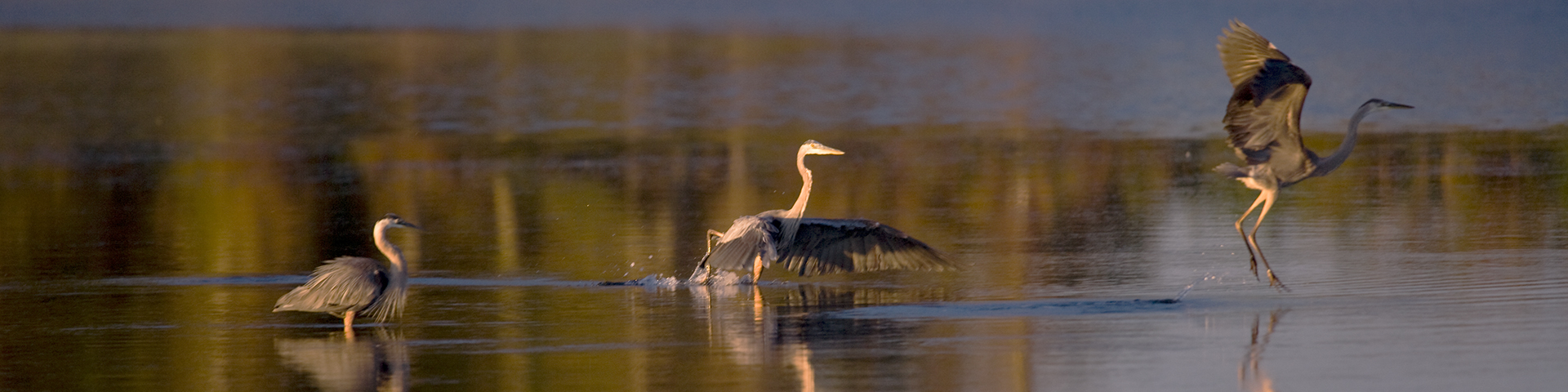 Three large birds on the water