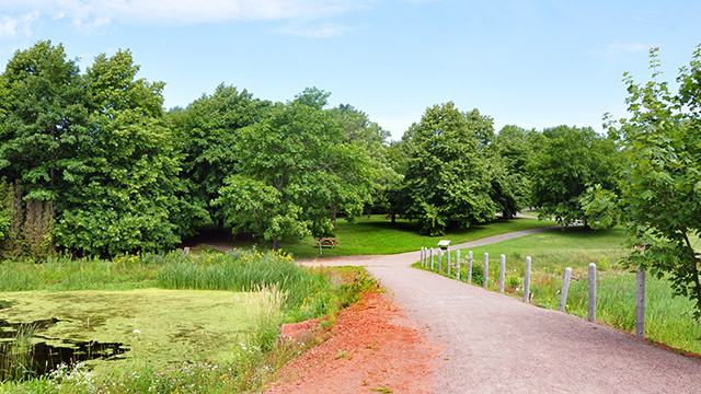 Cavendish Grove trail