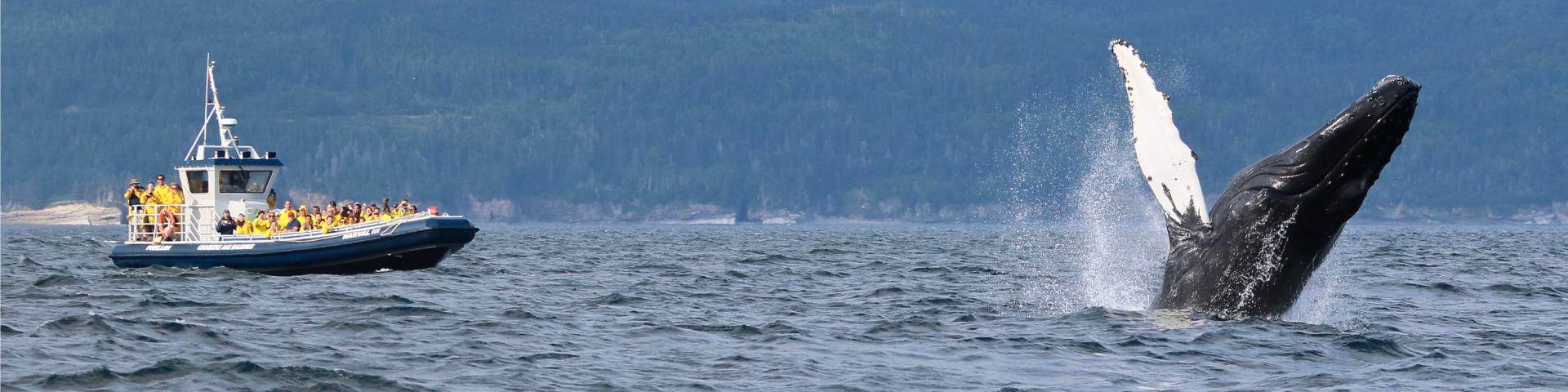 A humpback whale breaches in front of a zodiac full of passengers. 