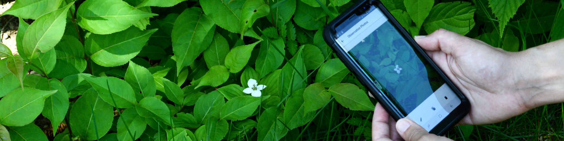 Une personne prend une photo du cornouiller du Canada avec un appareil mobile