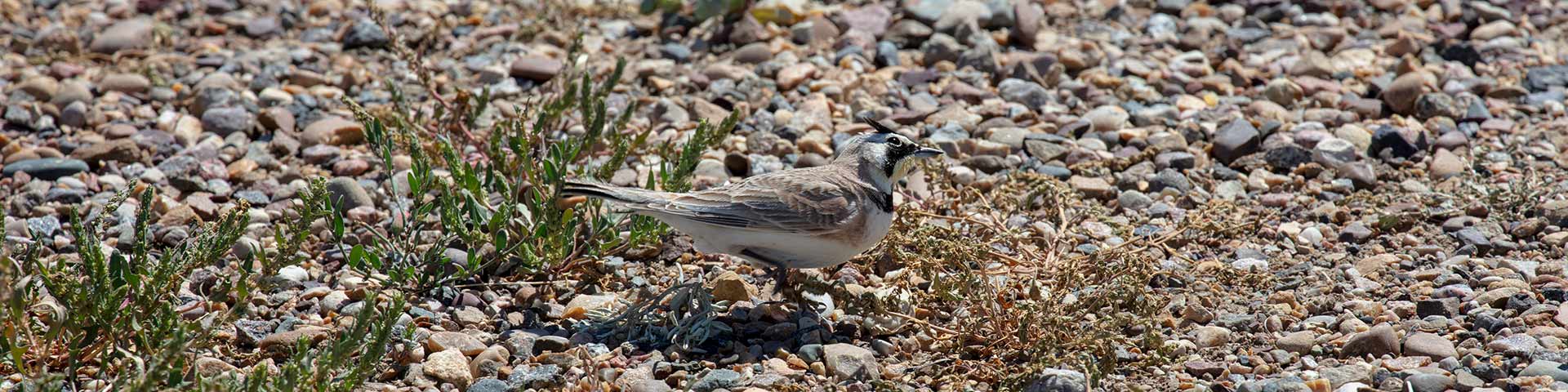 Horned lark on the ground in the West Block of Grasslands National Park.