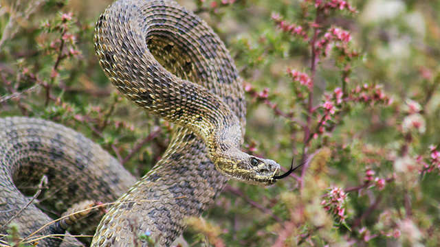 Prairie Rattlesnake in Grasslands National Park.