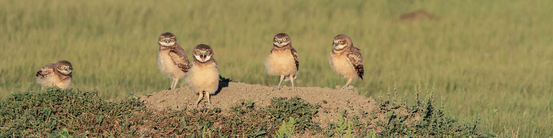 Five Burrowing Owl fledglings standing near burrow opening at Grasslands National Park.