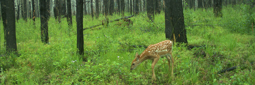 Un faon broute la repousse dans le secteur du sentier du Lac-Hunters. 