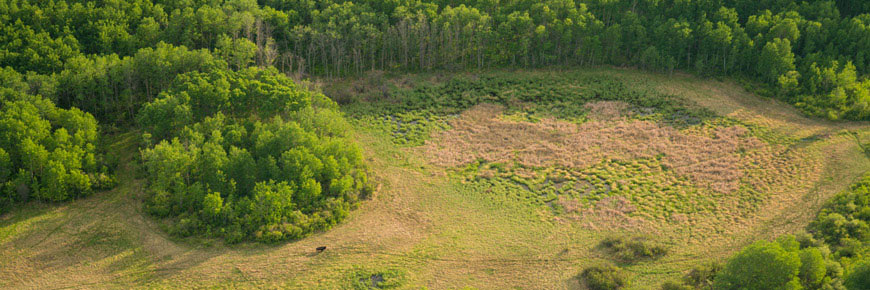 Bison in a meadow