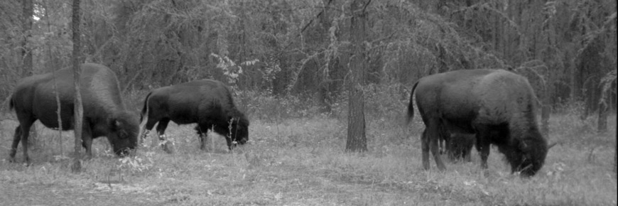 Sturgeon River plains bison