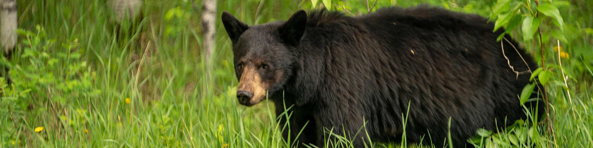 Black Bear