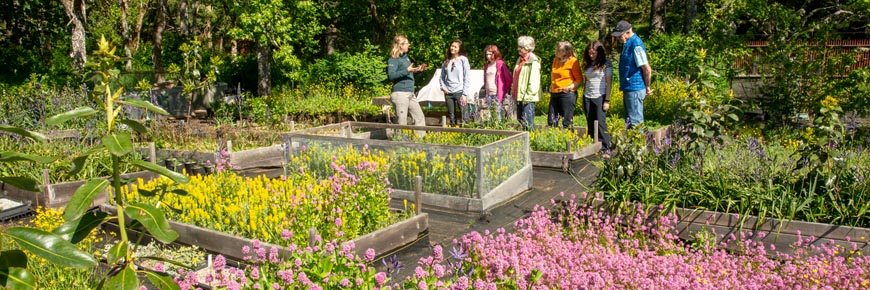 Des visiteurs discutent avec une guide de Parcs Canada dans le pré à chênes de Garry éducatif au milieu de plantes, de fleurs et d’arbres.