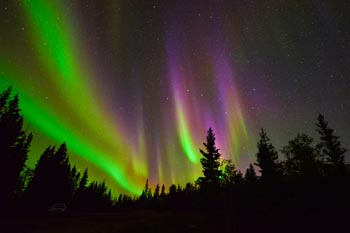 Green and purple Northern Lights above the forest at Wood Buffalo National Park.