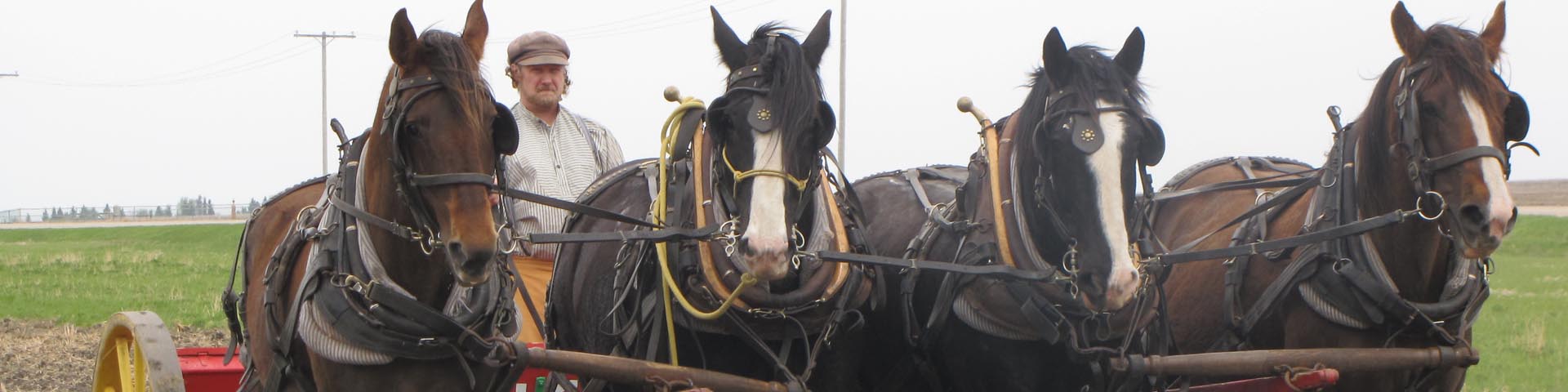 Four horses pulling a wagon